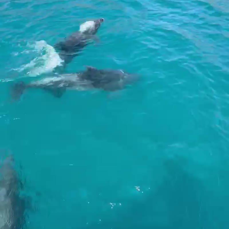 Golfinhos nadando durante o passeio de barco da Arraial Vibe
